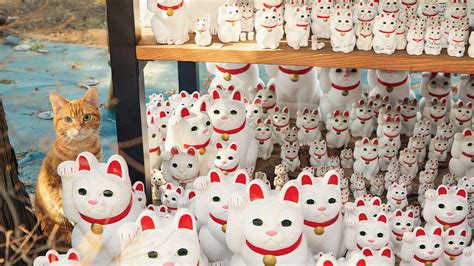 jrmsu.cat|cat japan.